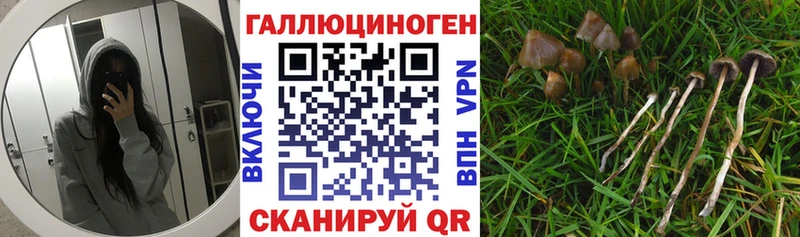 Галлюциногенные грибы Psilocybe  закладки  мега tor  Таруса 